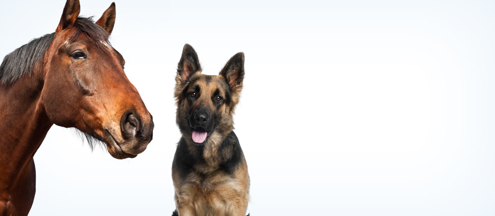 animal osteopathy
